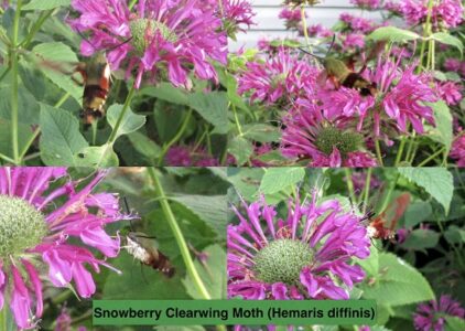 Finding Solace in the Garden Image